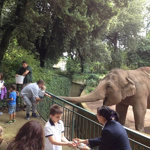 Elephant public feeding time.
