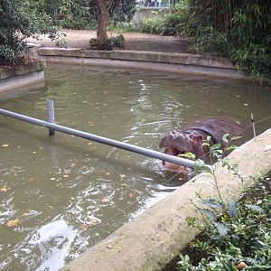 Common Hippo Exhibit
