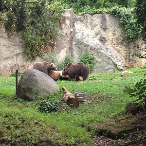 Brown Bear Exhibit