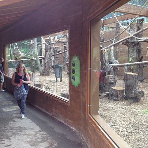 Orangutan Enclosure