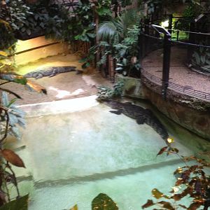 Nile Crocodile Exhibit in the Reptile House