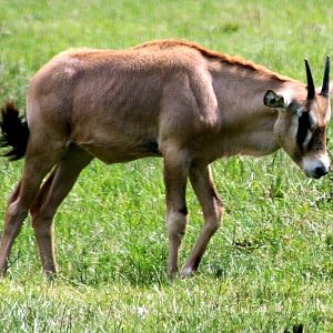Young gemsbok; Whipsnade; 15th July 2014