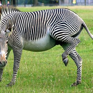 Grevy's zebra; Whipsnade; 15th July 2014