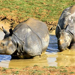 Indian rhinos; Whipsnade; 15th July 2014