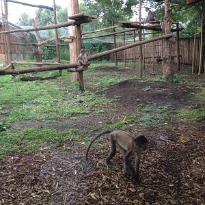White Crowned Mangabey Enclosure