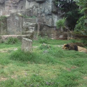 Asiatic Lion Enclosure