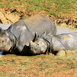 Indian rhinos; Whipsnade; 15th July 2014