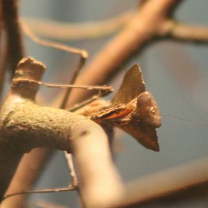 Death leaf Praying mantis