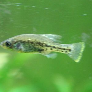 Ameca splendens
