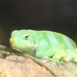 Banded Fijian iguana