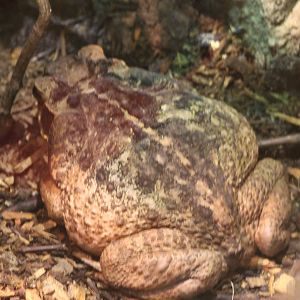 Cane toad
