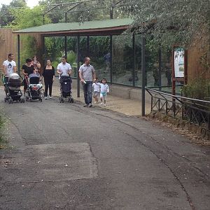 Front of the African Hunting Dog Enclosure