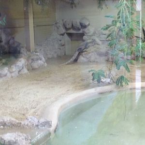 Komodo Dragon Enclosure