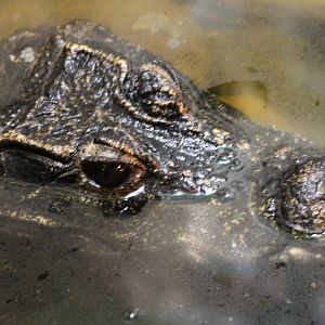 African dwarf crocodile