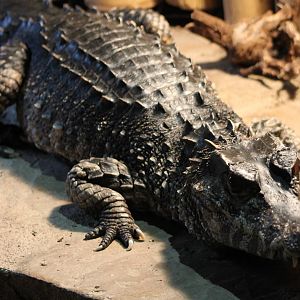 African dwarf crocodile