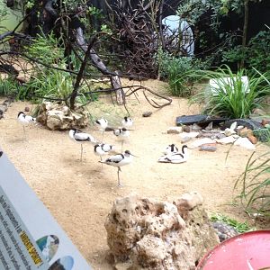 Walk-through Avocet Aviary