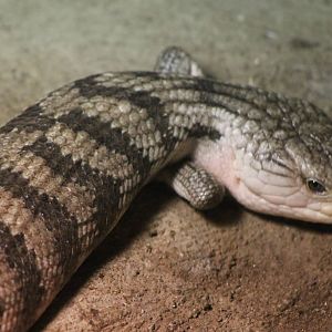 Eastern Blue-tongued skink