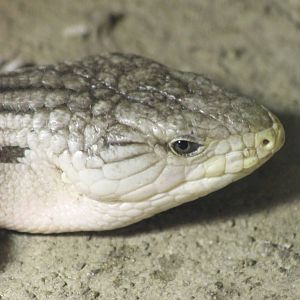 Eastern Blue-tongued skink