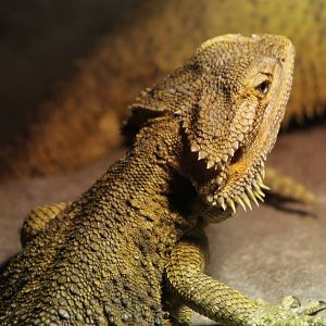 Bearded dragon