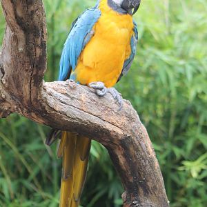 Blue and gold macaw