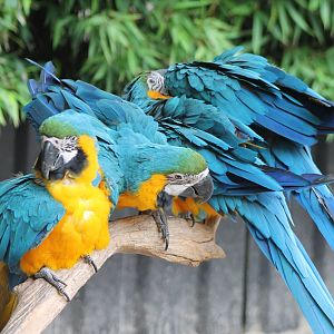 Blue and gold macaws