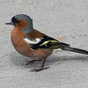 Chaffinch male