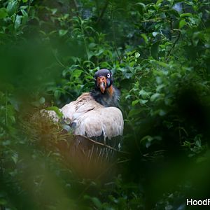 king vulture