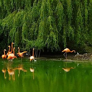 Seven_flamingo_chicks_5_july_2014