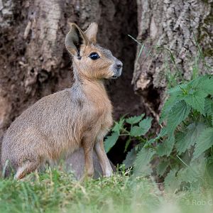 Patagonian mara : Whipsnade : 11 Jul 2014
