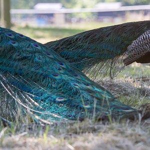 Peafowl : Whipsnade : 12 Jul 2014