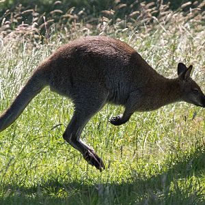 Red-necked wallaby : Whipsnade : 12 Jul 2014