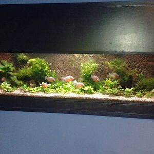 Pyranha aquarium