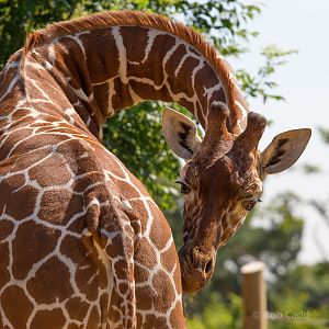 Reticulated giraffe (Bashu) : Whipsnade : 12 Jul 2014