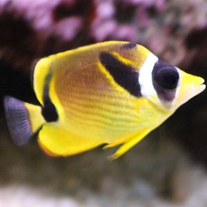 Raccoon butterflyfish