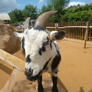 Pygmy Goat