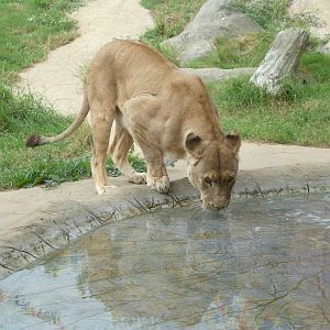 Thirsty Lioness