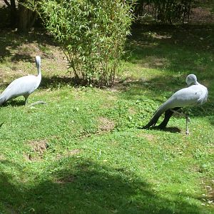Pair of Blue Cranes