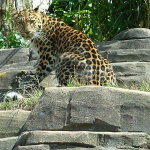 Amur Leopard
