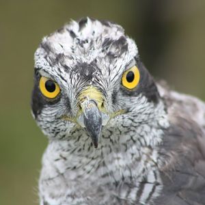 Park birds on display at Driffield Show, 16th July 2014