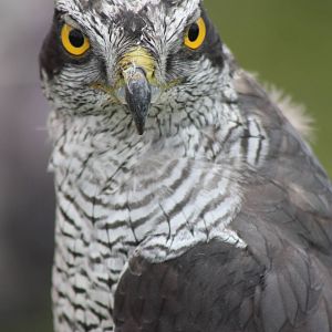 Park birds on display at Driffield Show, 16th July 2014