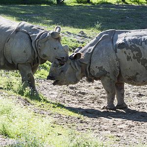 Indian Rhinos