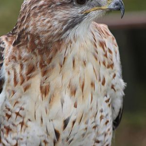 Park birds on display at Driffield Show, 16th July 2014