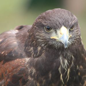 Park birds on display at Driffield Show, 16th July 2014