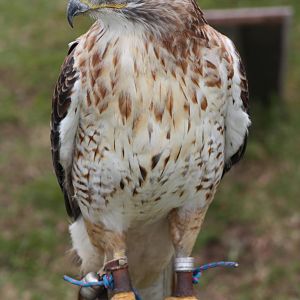 Park birds on display at Driffield Show, 16th July 2014