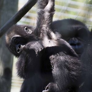 Ngozi watching Nneka play