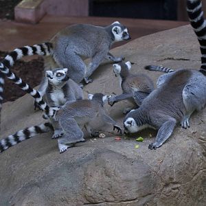 Ring-Tail Lemurs eating (Family style)