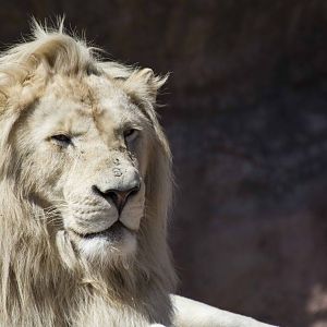 Fintan enjoying the sun.