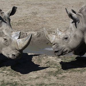 White Rhinos