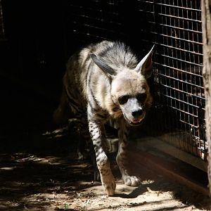Striped hyena