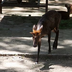Black muntjac